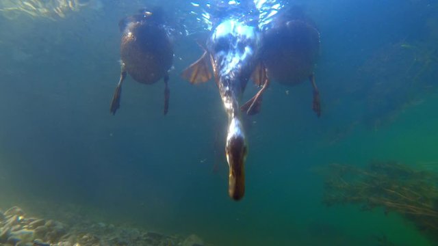 Wild duck mallard feeding underwater
