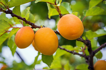 A bunch of ripe apricots on a branch in sunlight. Close up
