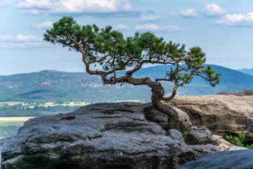 Interesting formed tree at the mountain Lilienstein