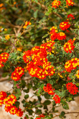 Lantana is a genus of about 150 species of perennial flowering plants in the verbena family, Verbenaceae.