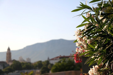 Pink nerium flowers and Saint Domnius bell tower, landmark in Split, Croatia, in the background. Selective focus.