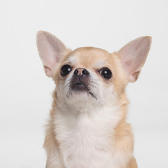 cute dog chihuahua cobby on white background