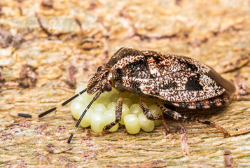 mother bug tacking care or her little eggs