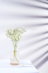 Fresh flower twigs of Gypsophila plant in glass vase on a table covered textile cloth against wall with shadows from jalousie.
