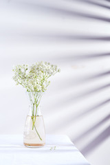 Fresh flower twigs of Gypsophila plant in glass vase on a table covered textile cloth against wall...