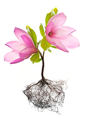 magnolia tree with roots isolated on white background