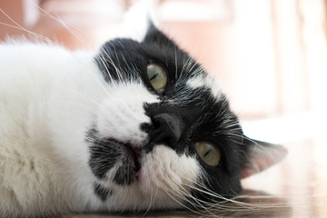 portrait of a cat lying on the floor with his eyes open
