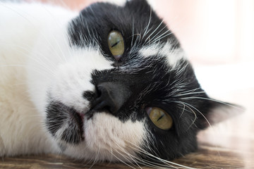 Close-up of a cat's face lying on the floor looking at camera