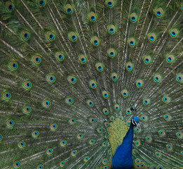 Obraz premium Pfauentag