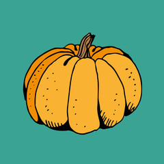Pumpkin color vector sketch, hand drawn illustration isolated on green background