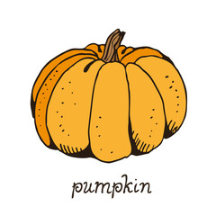 Pumpkin color vector sketch, hand drawn illustration isolated on white background