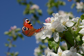 Schmetterling 665