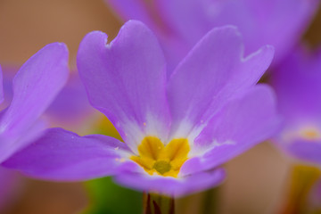 Primula close-up on a background of flowers
