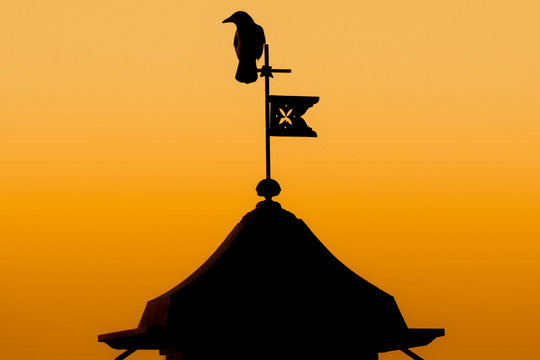 corvo 01 -  corvo sul campanile in controluce e al tramonto. 