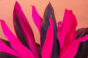 bright vivid pink and magenta cordyline foliage against a terra cotta peach colored wall