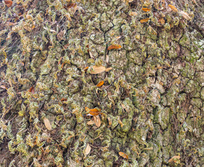deeply textured bark of ages oak tree with spanish moss 