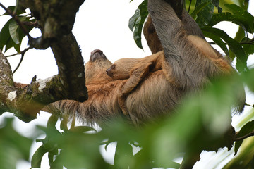 Two-toed Sloths, mother and baby, sleeping upside down in an almond tree © Switch Lab