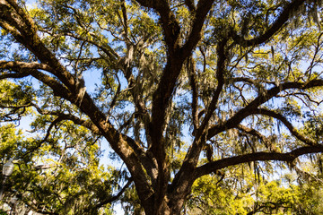Fototapeta premium huge historic old oak tree with Spanish moss hanging on it