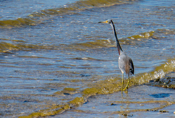 Tri-colored heron on the coast of Tampa Bay