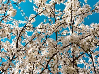 Blossoming cherry tree branches on a background of blue, cloudless sky. Cherry flowers in spring.