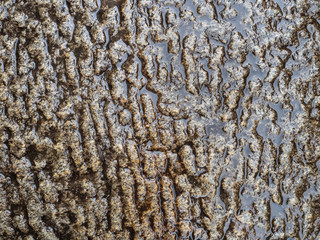 The pitted surface of a medieval stone. Water accumulated in the furrows. Vintage stone background.