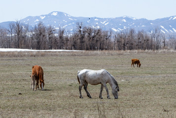 Fototapeta na wymiar Horses and foals graze in the steppes of Kazakhstan against the backdrop of the mountain.