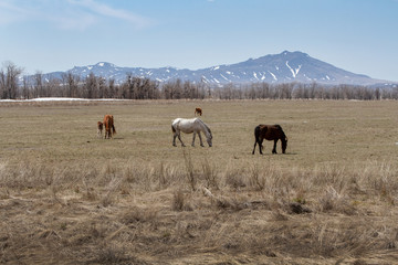 Horses and foals graze in the steppes of Kazakhstan against the backdrop of the mountain.