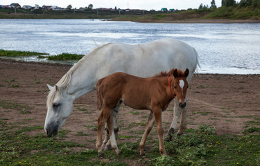 A white horse and a brown foal are split near the river.