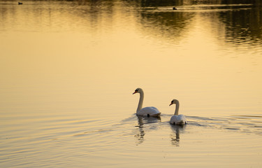 swans on the lake