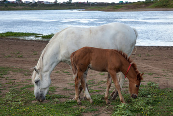 Naklejka na ściany i meble A white horse and a brown foal are split near the river.