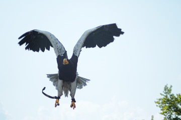 eagle in flight 