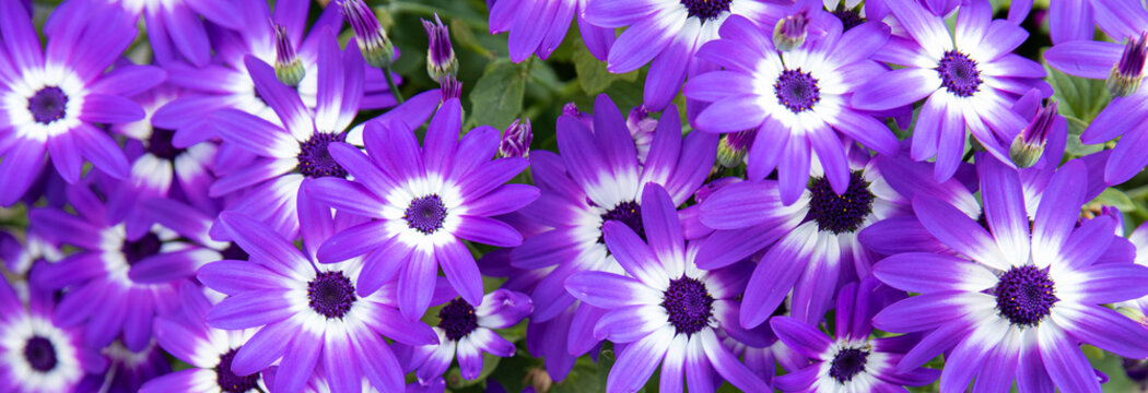 Floral background of blue Pericallis hybrida or cineraria, florist's cineraria or common ragwort flowering plant from the genus Senecio in spring.