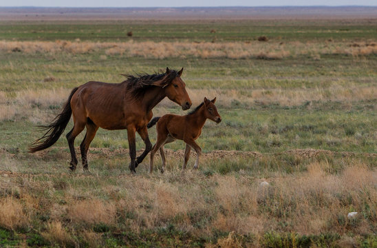 A brown horse and foal run across the steppe of Kazakhstan.
