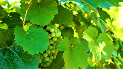 Grape