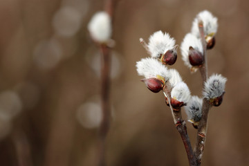Fluffy swollen willow buds on the branches in the spring. Springtime nature background