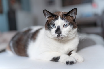 Retrato de gato blanco y negro con ojos azules y nariz manchada, recostado en un sofá