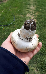 Obraz premium large mushroom mushroom in a woman's hand. White big mushroom champignon,