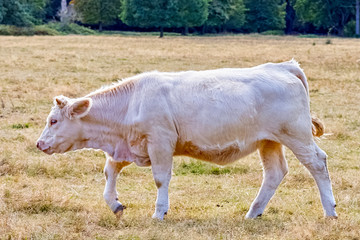 Charolais cattle - young bulls on British farm