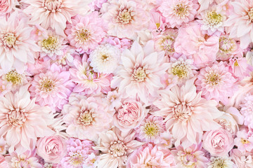 Soft pink delicate blossoming dahlias, summer blooming flowers festive background, pastel bouquet floral card, toned	