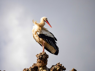 Beautiful white storks in the nest on blue sky backgroung, springtime