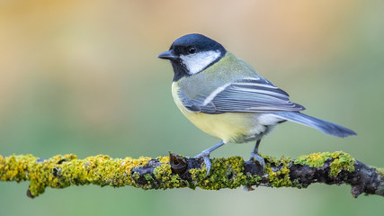 curious great tit