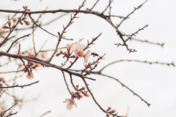 Honey bee pollinating flowers in overcast spring day