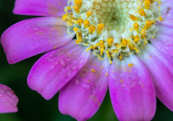 pink flower background