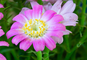 pink flower in the garden