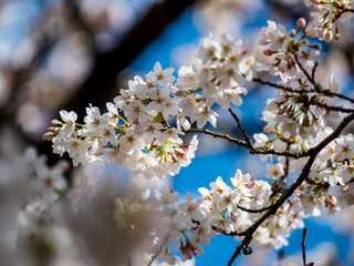 Blooming cherries in the sunny park of Strasbourg. The amazing beauty of spring parks