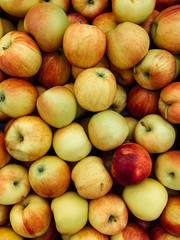 lots of ripe delicious sweet apples to eat like a background