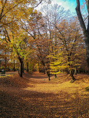 Fototapeta premium autumn in the park