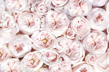 Delicate blossoming roses, blooming flowers festive background, pastel and soft bouquet floral card, toned