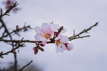 Fruit tree branch close up in blossom