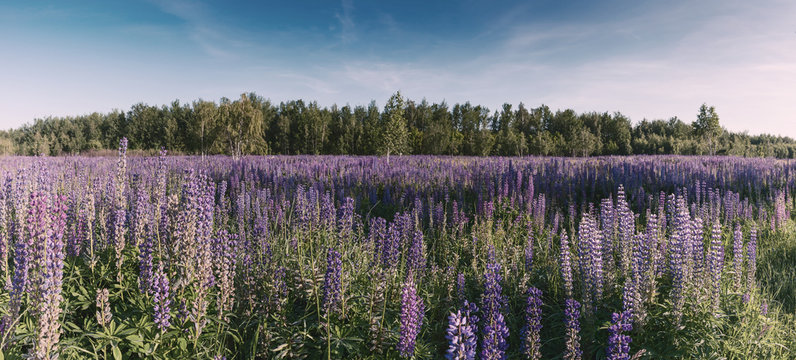 Landscape with meadow of lupine flowers © firewings